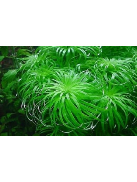 Тонина Белем (Tonina sp.Belem)